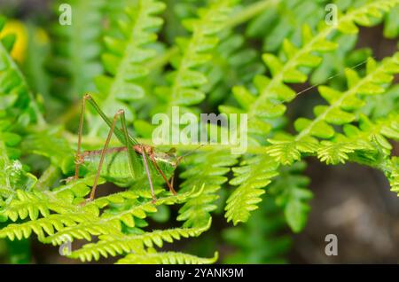 Cricket cespuglio (Leptophyes punctatissima) maschio, Tettigoniidae. Sussex, Regno Unito Foto Stock
