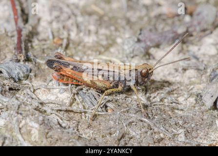 Grasshopper colorato Woodland (rufipes Omocestus). Sussex, Regno Unito Foto Stock