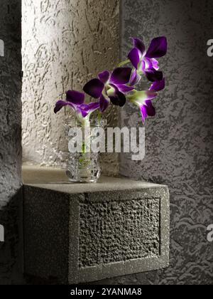 Vaso in vetro trasparente con orchidea, sul davanzale in cemento la sera Foto Stock