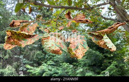 I batteri attaccano le foglie degli alberi. Malattia degli alberi da frutto. Malattia delle piante da vicino. Foglie arrossate di ribes, vesciche marroni su foglie verdi. Leaf Infecti Foto Stock