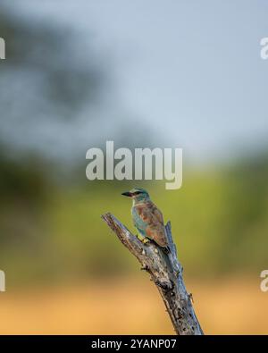 Uccello selvaggio multicolore o colorato eurasiatico o europeo rullo o Coracias garrulus primo piano ritratto arroccato su un ramo nel suggestivo paesaggio verde di corbett Foto Stock