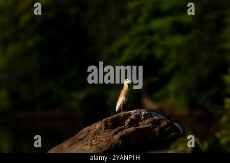 Adulti: Nidificazione degli uccelli Indian Pond Heron o Ardeola grayii piumaggio e sfondo verde naturale arroccato su una grande roccia nella luce del tramonto dell'ora dorata corbett Foto Stock