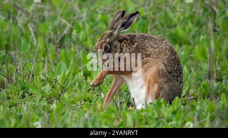 Lepre bruna europea che regge una zampa da lavare Foto Stock