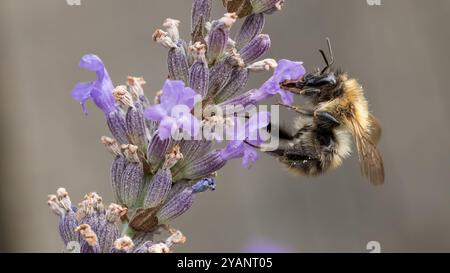 Pappa di api con punta bianca da lavanda Foto Stock