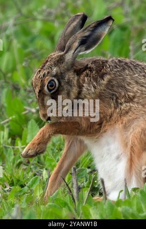 Lepre bruna europea che regge una zampa da lavare Foto Stock