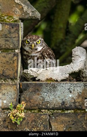 Un piccolo gufo dall'aspetto scontroso seduto alla finestra di un edificio abbandonato Foto Stock