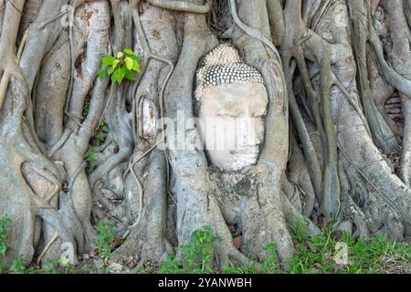 Tempio Wat Mahathat ad Ayutthaya, Thailandia: Il parco storico con edifici buddisti. Sito patrimonio dell'umanità dell'UNESCO tailandese, con testa di Buddha alle radici degli alberi Foto Stock