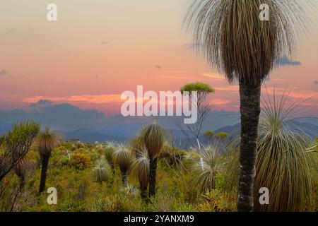 Vista sulla catena montuosa di Stirling con i suoi alberi di erba Kingia australis endemica dell'Australia occidentale meridionale Foto Stock