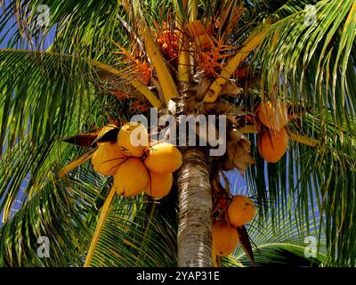 frutti di coco nucifera nella cima della palma da cocco. Noce di cocco nel guscio, primo piano Foto Stock
