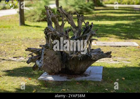 Grande ceppo d'albero con radici esposte in una giornata di sole in un parco verde. Concetto di natura, degrado ambientale e bellezza naturale del paesaggio Foto Stock