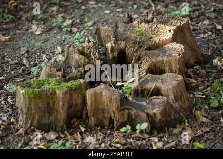 Vecchio ceppo di alberi con muschio e piante che crescono in una foresta durante il giorno di sole. Concetto del ciclo di vita della natura e della rigenerazione dei boschi in un ambiente naturale Foto Stock