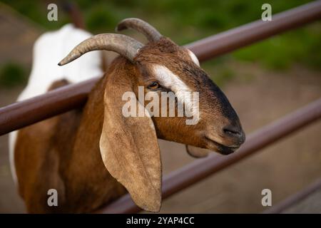 Primo piano di una capra marrone e bianca con corna ricurve che riposano la testa su una recinzione della fattoria in una giornata di sole Foto Stock