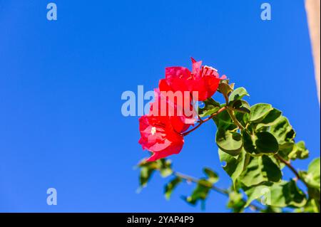 I luminosi fiori di fucsia bouganvillea adornano foglie verdi lussureggianti, adagiate su uno splendido cielo blu profondo, creando un'accattivante dimostrazione della bellezza della natura Foto Stock