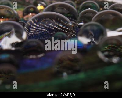 Splendido sfondo di piume di pavone con gocce d'acqua. Foto Stock