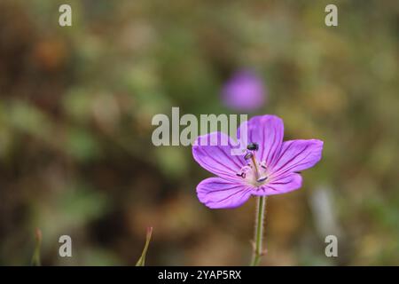 Un fiore rosa ha un aspetto delicato, i suoi petali hanno una sfumatura morbida, che va dal rosa chiaro al rosa intenso. Un fiore rosa ha un aspetto delicato, i suoi petali hanno una sfumatura morbida, che va dal rosa chiaro al rosa intenso. Foto Stock