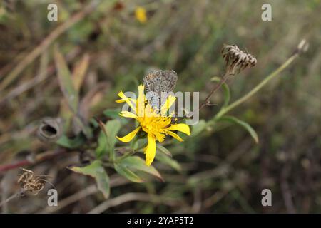 Un fiore giallo brillante con petali delicatamente ricurvi è circondato da foglie verdi. Una farfalla è appollaiata sul fiore. Foto Stock