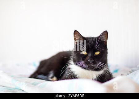 Un gatto bianco e nero che ha gli occhi gialli impressionanti è attualmente adagiato comodamente su un letto morbido e invitante mentre si rilassa in pace Foto Stock