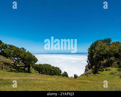 Vista dal cosiddetto giardino delle fate di Madeira sulla copertura delle nuvole. Vecchi alberi di alloro possono essere visti in primo piano. Foto Stock