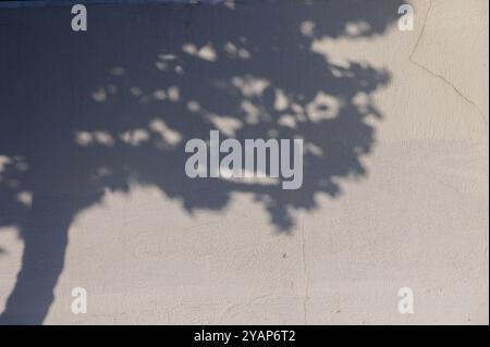 Sotto il soffice bagliore del sole pomeridiano, l'ombra dettagliata di un albero danzerà con grazia attraverso un muro testurizzato, creando un incantevole momento visivo Foto Stock