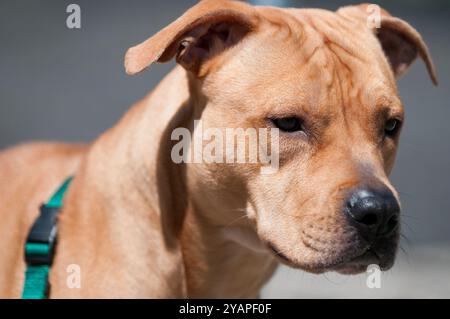 Ritratto di primo piano di American Shelter Dog con luce solare intensa Foto Stock