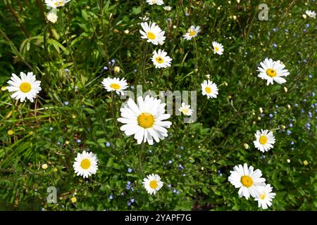 Prato estivo di fiori selvatici con margherite lunari Leucanthemum vulgare, o margherita ox eye, e Forget-me-nots UK May Foto Stock