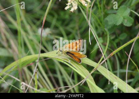 Grande Skipper femminile - Ochlodes sylvanus Foto Stock