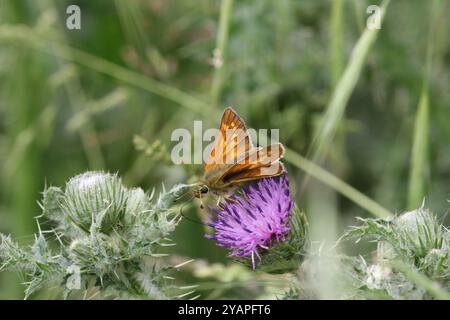 Grande Skipper femminile - Ochlodes sylvanus Foto Stock