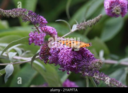 Grande farfalla con guscio di tartaruga che nidifica su Buddleia - Nymphalis policloros Foto Stock