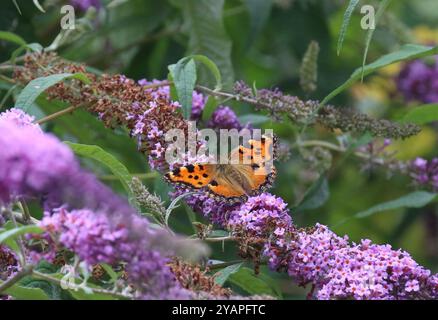 Grande farfalla con guscio di tartaruga che nidifica su Buddleia - Nymphalis policloros Foto Stock