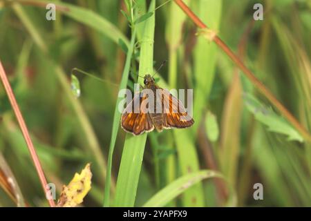 Grande Skipper femminile - Ochlodes sylvanus Foto Stock