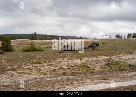 Un grosso bisonte è sdraiato e dorme nell'Upper Geyser Basin, Yellowstone. Foto Stock