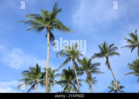Una splendida vista di alte palme che si stagliano contro un cielo azzurro limpido, con le loro fronde che ondeggiano dolcemente nella brezza. Foto Stock
