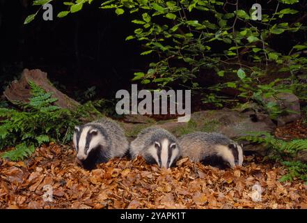 Badger (Meles meles) cuccioli che si forgiano in lettiera sotto faggio (Fagus sylvatica), Berwickshire, Scozia, luglio Foto Stock