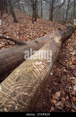 Badger (Meles meles) graffi fatti dai tassi che affilano / puliscono i loro artigli su legname morto caduto in un bosco decidioso. Foto Stock