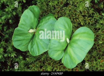 Faggio (Fagus sylvatica) coppia di piantine che crescono dal muschio sul fondo del bosco sotto l'albero maturo, Berwickshire, Scozia, maggio Foto Stock