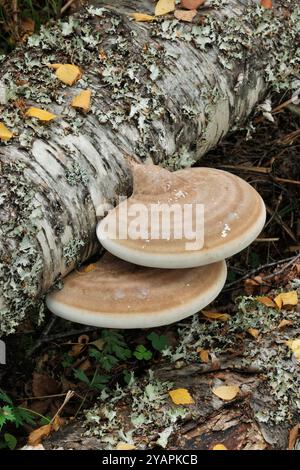 Funghi polipori di betulla (Piptoporus betulinus) che crescono su betulla d'argento caduta (Betula pendula) nella riserva naturale nazionale Glen Affric Foto Stock