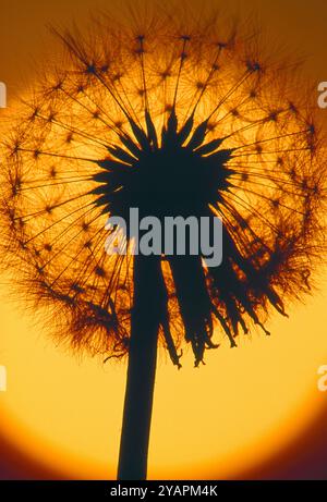 Dente di leone (Taraxacum officinale) primo piano della testa di seme contro il tramonto del sole, Berwickshire, Scozia, maggio Foto Stock
