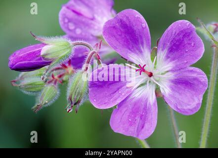 Wood Cranesbill (Geranium sylvaticum) cresce sulla riva della strada da Grantown-on-Spey, Speyside, Cairngorms National Park, Scozia, giugno Foto Stock