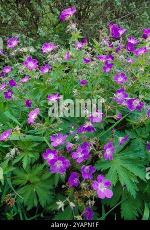 Wood Cranesbill (Geranium sylvaticum) cresce sulla riva della strada da Grantown-on-Spey, Speyside, Cairngorms National Park, Scozia, giugno Foto Stock