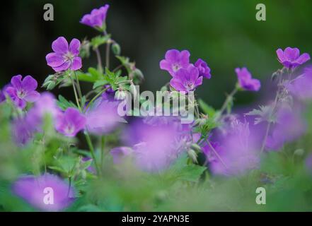 Wood Cranesbill (Geranium sylvaticum) cresce sulla riva della strada da Grantown-on-Spey, Speyside, Cairngorms National Park, Scozia, giugno Foto Stock