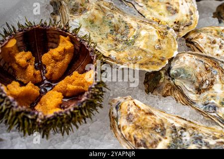 Ricci di mare e ostriche in conchiglie primo piano sul ghiaccio. Foto di alta qualità Foto Stock