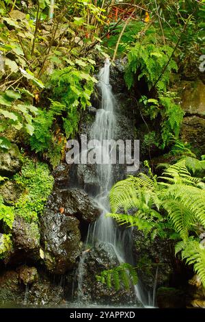 DATA RECORD NON INDICATA cascata al Monte Palace Tropical Garden sull'isola di Madeira a 10.07.2024 M 11 *** cascata al Monte Palace Tropical Garden sull'isola di Madeira a 10 07 2024 M 11 Foto Stock