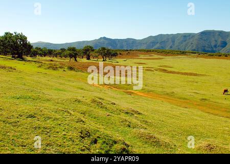 DATA RECORD NON DICHIARATA il famoso altopiano vicino a Fanal sull'isola di Madeira a 10.04.2024 M 21 *** il famoso altopiano vicino a Fanal sull'isola di Madeira a 10 04 2024 M 21 Foto Stock