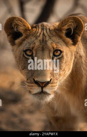 Primo piano del volto di una giovane leonessa, che mette in risalto i suoi occhi sorprendenti e la sua bellezza naturale. La luce soffusa e calda esalta i dettagli del suo tawny. Foto Stock
