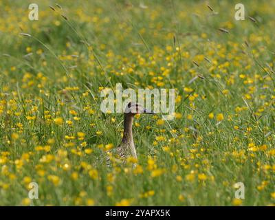 Anatra di germoglio femminile adulta ( Anas platyrhynchos) in erba lunga Biscathorpe Foto Stock