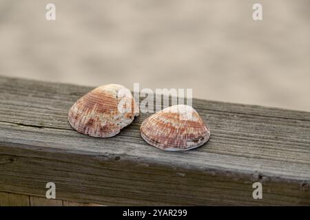 Due conchiglie si appoggiano su una superficie in legno intemprata, evidenziandone le texture e i colori naturali. Foto Stock