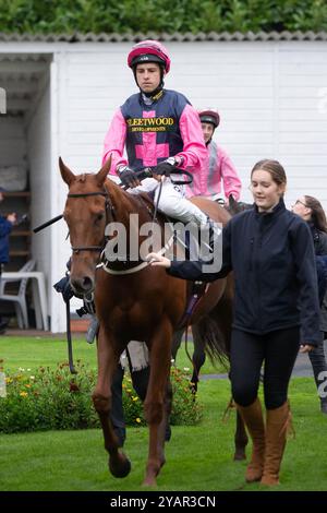 Windsor, Regno Unito. 14 ottobre 2024. BAMA LAMA guidato dal fantino Oliver Searle vince il ritorno della Jump Racing, Windsor 15 dicembre handicap Stakes (Classe 6) alla finale di Flat Season al Royal Windsor Racecourse di Windsor, Berkshire. Proprietario e allevatore Cainsbay Bloodstock, Trainer Road Millman, Cullompton, Sponsor Millman Racing Club, Rod Millman Racing Ltd, Fleetwood Developments Ltd Crediti: Maureen McLean/Alamy Live News Foto Stock