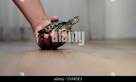 Una tartaruga si siede tranquillamente nella mano di una persona, catturata all'interno su un pavimento di legno. La foto rappresenta i temi della calma, della tranquillità e del Foto Stock