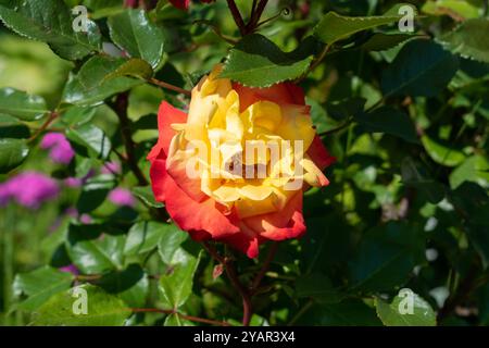 Fiore di rosa su arbusto da vicino, fiori rossi e gambo spinoso Foto Stock