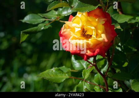 Fiore di rosa su arbusto da vicino, fiori rossi e gambo spinoso Foto Stock